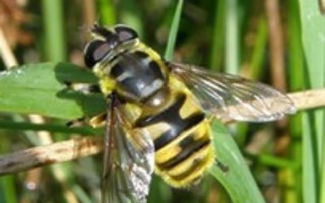 A photograph of a Batman hoverfly settled upon a leaf.
