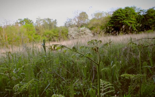 Photo of the Marley Fen peatland