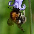 Bee gathering nectar, upside down on a purple flower