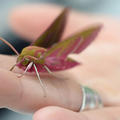 Image of large green and pink Moth standing on a human hand 