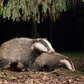 Two badgers walking over brown leaves within the woods. 