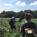 Two people walking through a green meadow with a net and backpacks