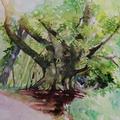Watercolour painting of a veteran beech tree