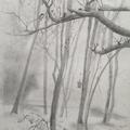 A pencil drawing of trees, a bird box hanging from one of them
