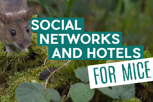 Title card: Social Networks and Hotels for Mice