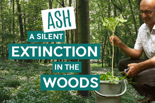 Title card: Ash: A Silent Extinction in the Woods