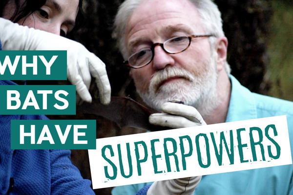 Title card: Why Bats Have Superpowers