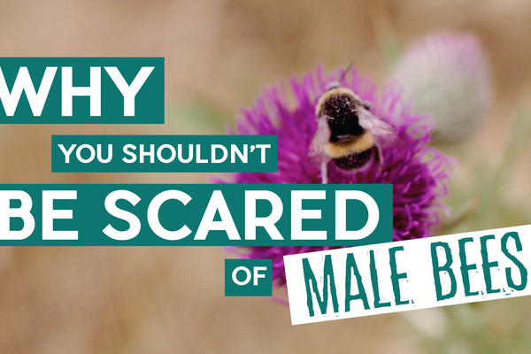 Title card: Why You Shouldn't Be Scared of Male Bees