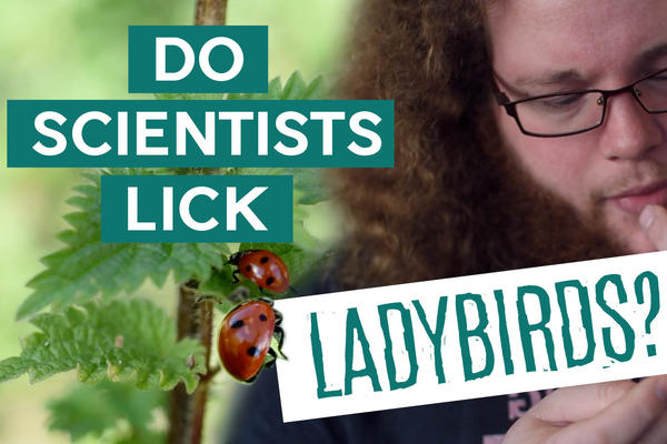 Title card: Do Scientists Lick Ladybirds?