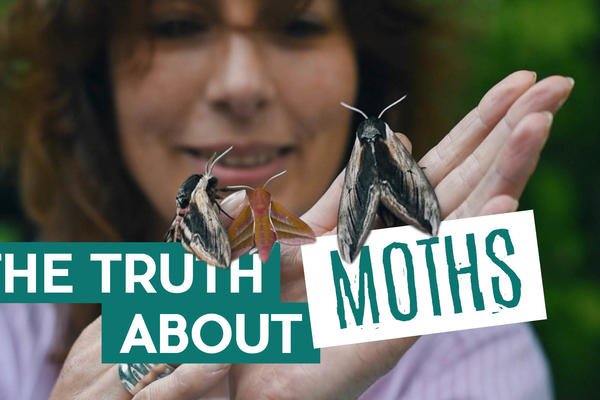 Title card: The Truth About Moths