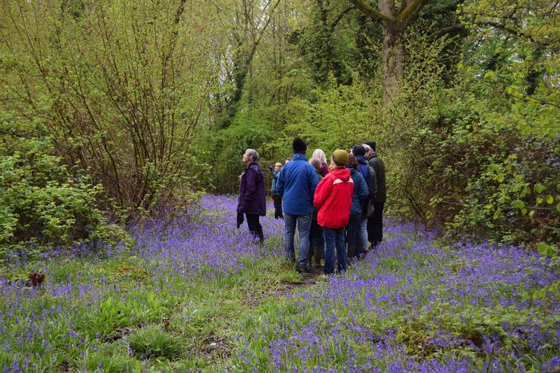 A group of people gathered within the woods, standing surrounded by bluebells