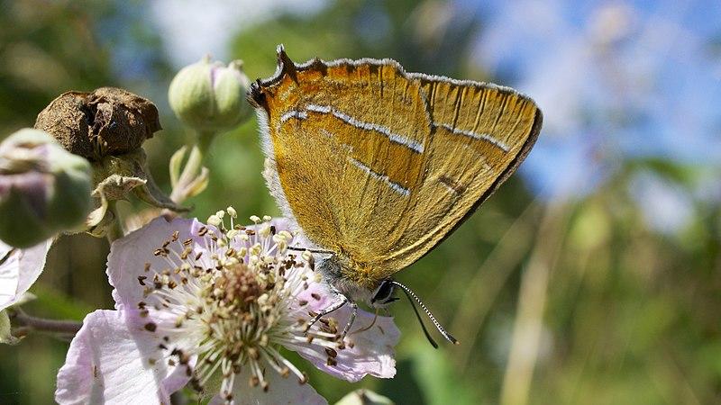brown hairstreak butterfly