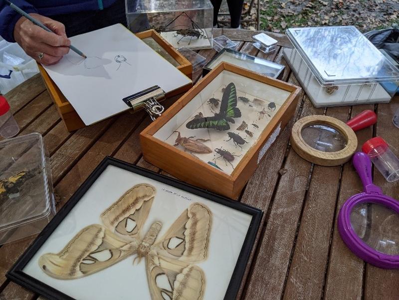 A group of people look at butterfly and other insect specimens from the OU Museum