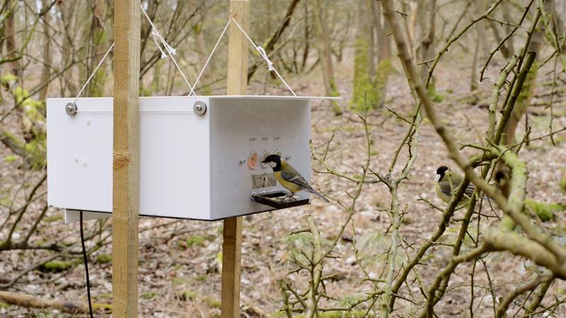 wytham lab with leaves 2  birds