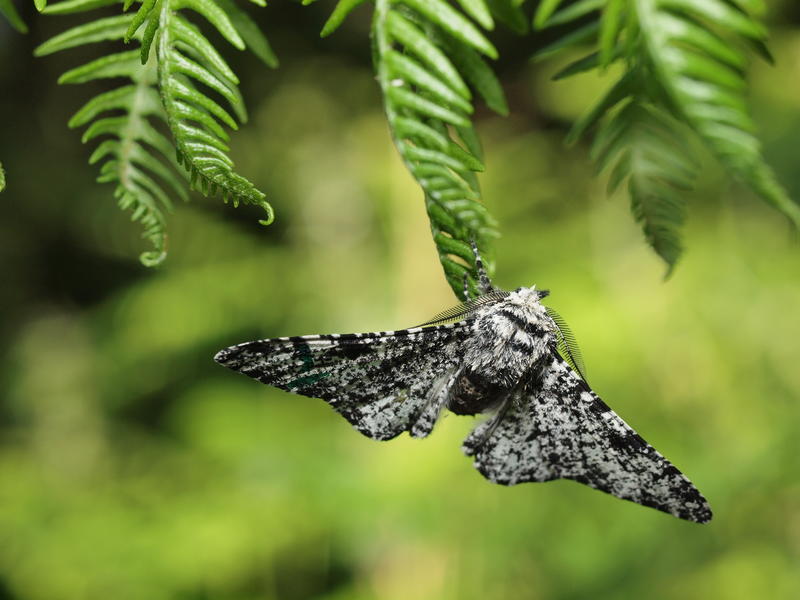 wytham lab with leaves part 9  moths