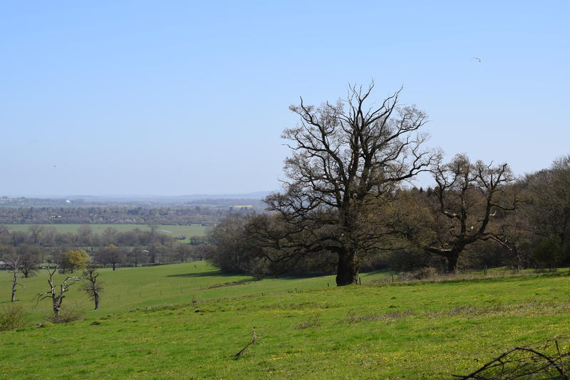 wytham woods  generic
