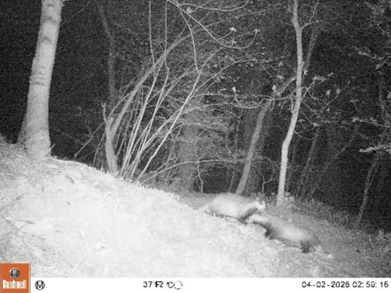 badger watching