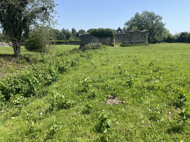 Birthwort thriving at Godstow Abbey