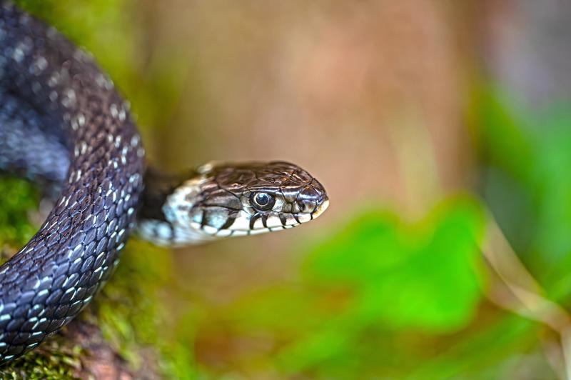 georg wietschorke grass snake 9050491 lores