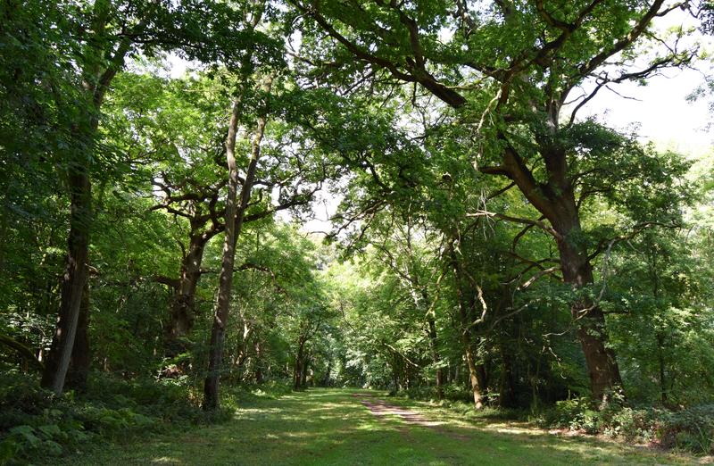 wytham walk