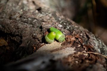 Two acorns rest upon a large oak root