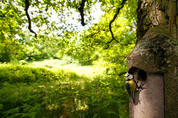 Blue tit at a nest box in Wytham