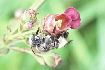 A yellow loostrife bee