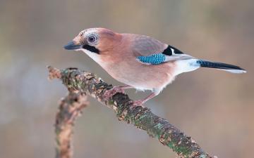 Jay (Garrulus glandarius)