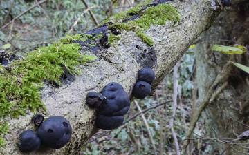 King Alfred Cakes (Daldinia concentrica)