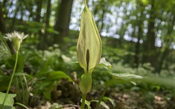 Lords and Ladies (Arum maculatum)