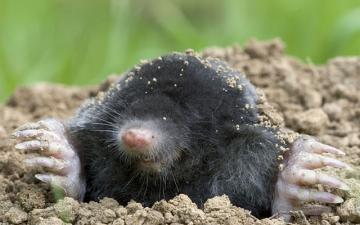 Mole (Talpa europaea)