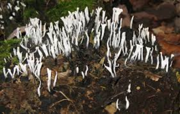 A group of candlesnuff fungi grows on deadwood