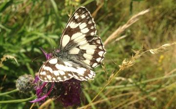 Open winged white, brown spotted butterfly landed on a small purple flower, surrounded by long grasses