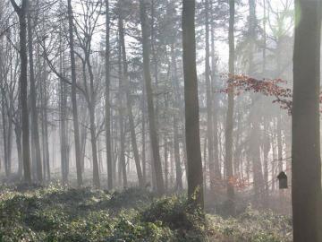 Wytham Woods Walk