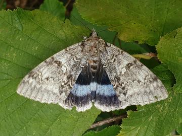 Blue underwing