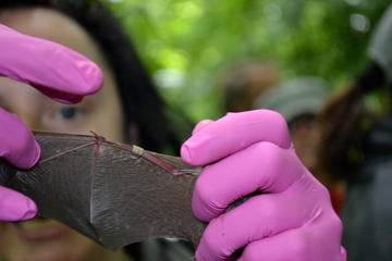 Bat with outstretched wing, person wearing bright pink surgical gloves inspecting ID ring placed on wing. 