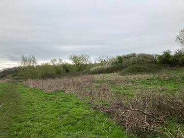 A landscape photograph showing the site to be planted: a field dotted around with scrub, under a grey sky.