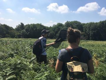 Two people walking through a green meadow with a net and backpacks