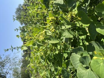 Close-up of birthwort growing at Godstow Abbey