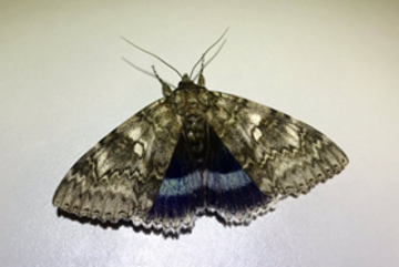A clifden nonpareil moth