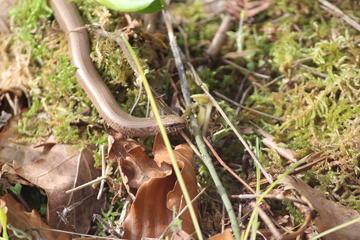 An adult female slow worm, smooth and brown, moves across bright green moss