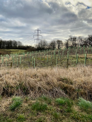 Newly planted trees at Tilbury