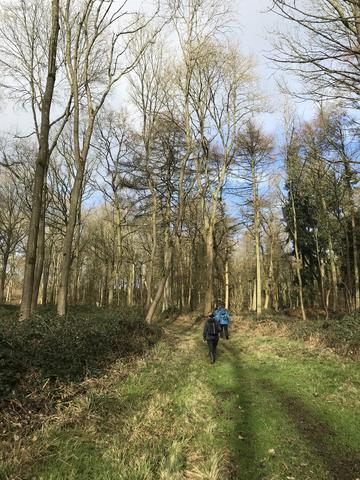 Walking through Wytham Woods