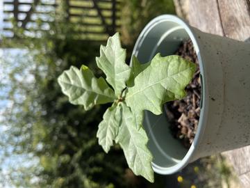 A small oak sapling photographed against a backdrop of a hawthorn hedge.
