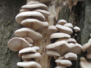 Oyster Mushrooms growing on bark. They are round, white, with a slightly curled lip.