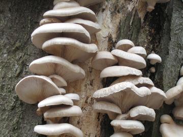 Oyster Mushroom 1 Oyster Mushrooms growing on bark. They are round, white, with a slightly curled lip.