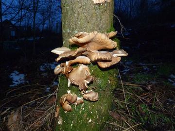 A photograph of some aging oyster mushrooms. Light brown in colour, the fungi is slightly collapsed.