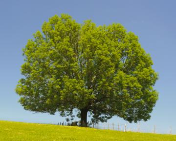 Single ash tree- shutterstock