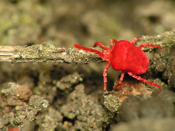 A red velvet mite on a small twig. It has a fat body and 8 thin legs.