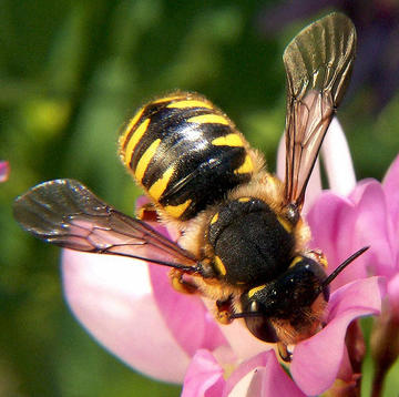 A female Wool carder bee - it has a bold black diamond pattern down its abdomen and is drinking from a pink flower